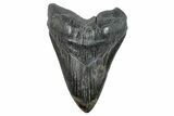 Fossil Megalodon Tooth - South Carolina #236282-1